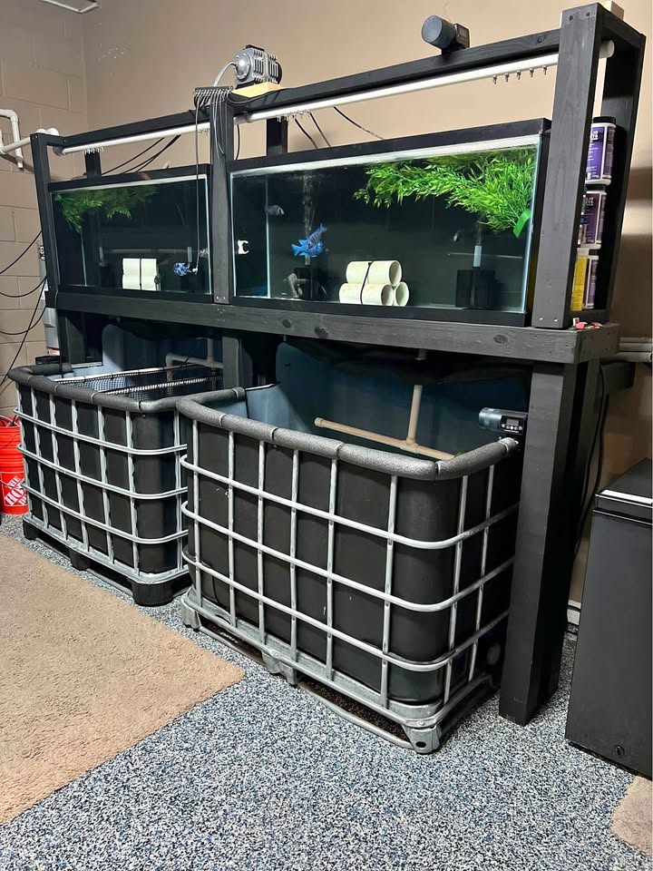 Setup Completo de Peceras – Fish Tank System | Mundo Ofertas CR
