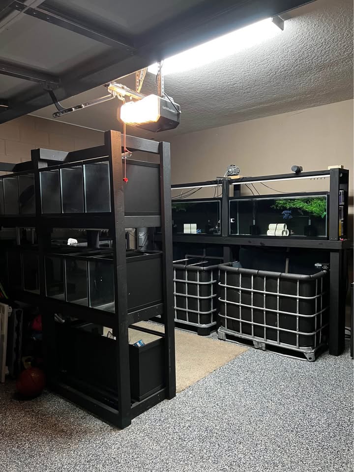 Setup Completo de Peceras – Fish Tank System | Mundo Ofertas CR